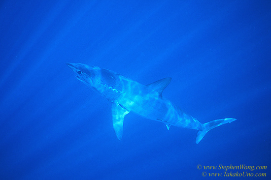 Mako Shark 06a females give birth alive (miniatures as mom); have 4-16 babies and are cannibalistic - meaning babies inside mom