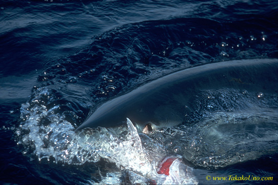 Mako Shark 08 chomps on bait, rolls eye, shows white membrane.