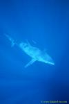 Mako Shark 09 can leap 9meters in air.