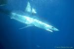 Mako Shark 11b below boat; bait floating