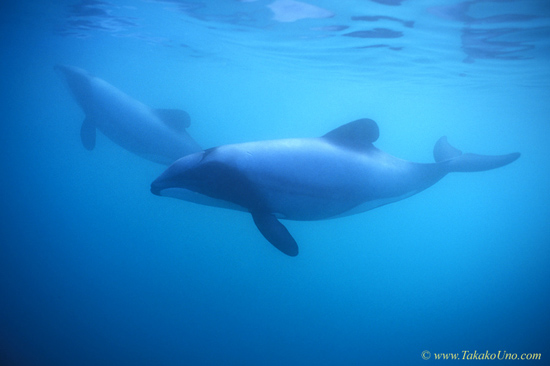 Hector’s Dolphins 01 smallest dolphin species in the world, adult 1.4m; endemic, endangered, 4000 in the world.