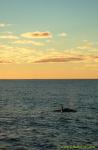 Orcas 02 sunset