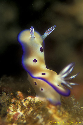 Risbecia tryoni Nudibranch 02