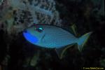Blue Jaw Triggerfish 01