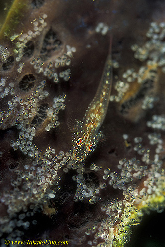 Flathead Cling Goby 04 with eggs