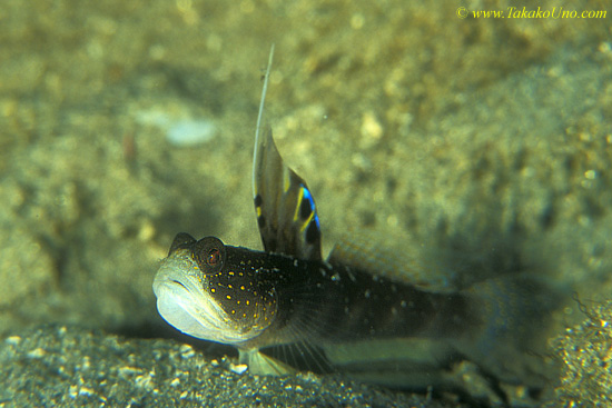 Smiling Goby 03 threatening display of jaw-puffing & erecting dorsal fin.