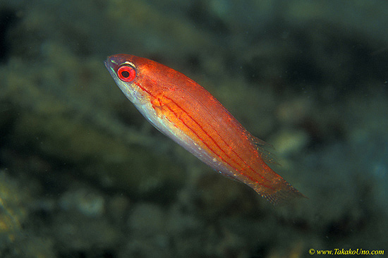 Flimented Flasher Wrasse 02 female