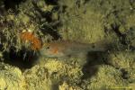 Orange-spotted Goby 01 Asterropteryx bipunctata, special in Indo-Malay waters, common in Japan.