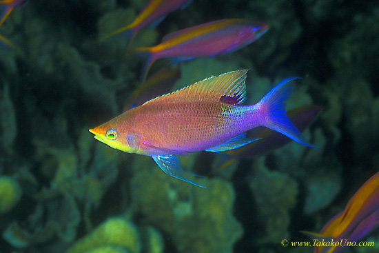 Anthias 01 Purple