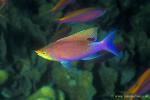Anthias 01 Purple