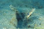 Blue Blotch Shrimp Goby 01 V sp., supposed to be only in Flores W.Indonesia, but a couple of pairs have been found here!