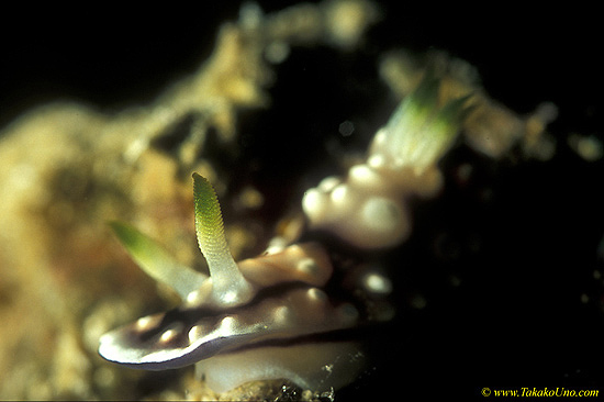 Chromodoris geometrica Nudi 01