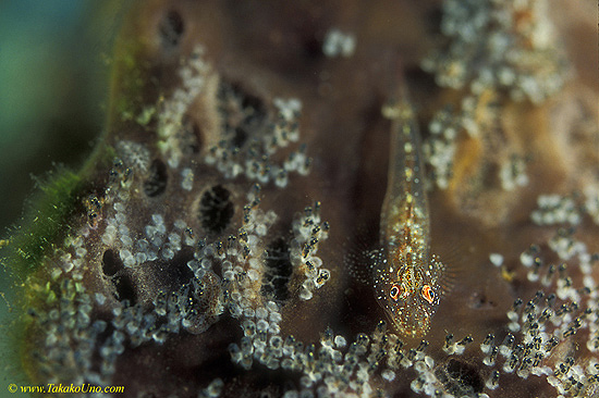 Cling Goby 05 with eggs
