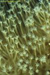 Coral Polyp 01