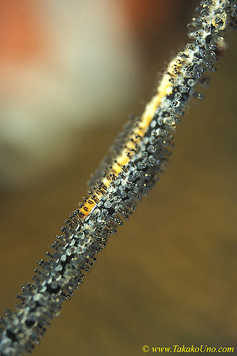 Goby Eggs 02