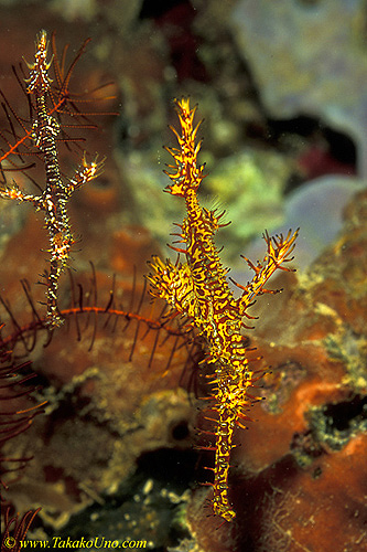 Harlequin Ghostpipefish 01