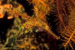 Harlequin Ghostpipefish 02