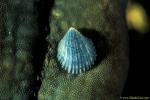 Parasitic Seastar Clam 01