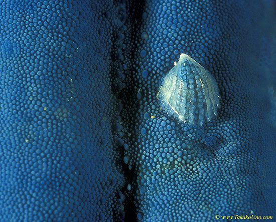 Parasitic Seastar Clam 02