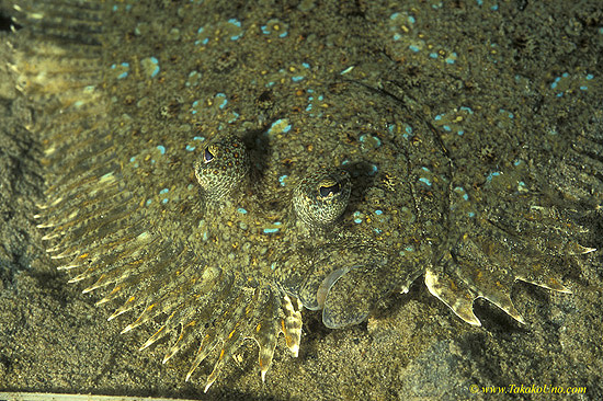 Peacock Flounder 01