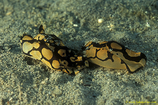 Pilsbry's Philinopsis Nudi 01