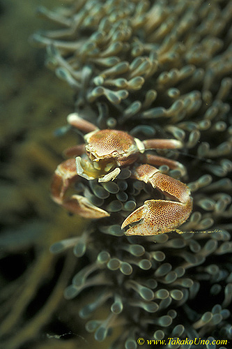 Porcelain Crab 02