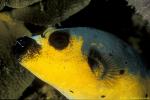 Black-spotted Puffer 01
