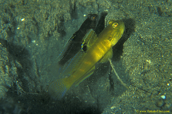 Smiling Goby 01