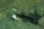 Smiling Goby 04