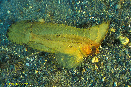 Spiny Waspfish 01