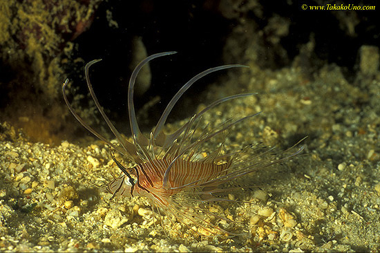 Volitans Lionfish 02