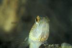 Yellow Peppered Shrimp Goby 01