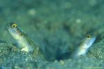 Yellow Peppered Shrimp Goby 03