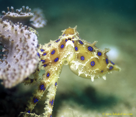 Blue Ringed Octopus 05