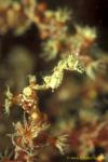 Pygmy Seahorse, H Satomiae 05v