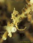 Pygmy Seahorse, H Satomiae 02