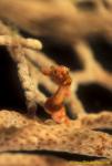 Pygmy Seahorse, H Denise 07v