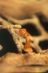 Pygmy Seahorse, H Denise 06v