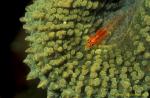 Cling Goby 02