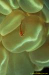 Cling Goby on Bubble Coral 04