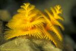 Christmas Tree Worm 01