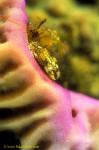 Coral Hermit Crab 01