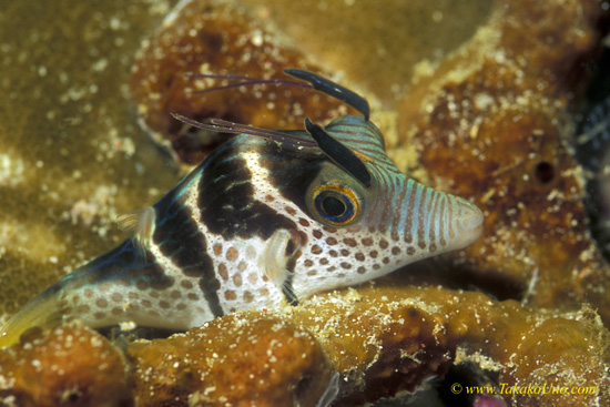 Pufferfish with Copepods 02