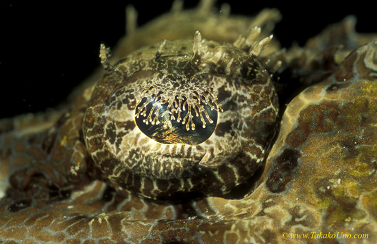 Crocodile Fish eye 01