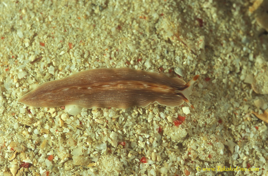 Flatworm 01