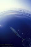 Pantropical Dolphin bowriding 01