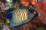 Regal Angelfish cleaning by Cleaner Wrasse 01