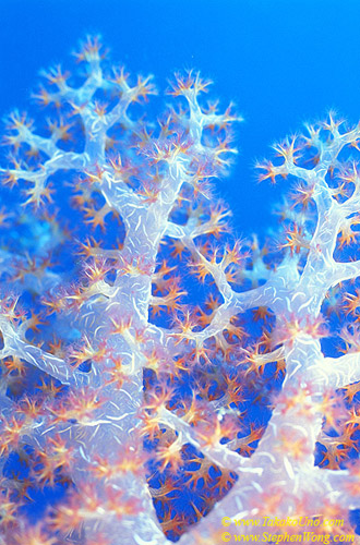 Soft Coral 02