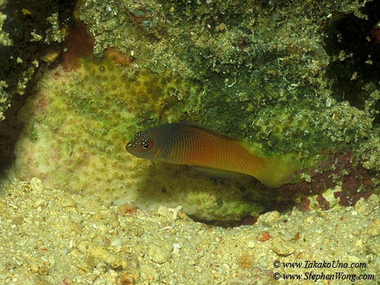 Dottyback 02 temp named Sangihe Dottyback, Undetermined species, Cypho sp