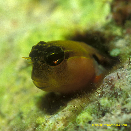 Blenny, Combtooth 02 may be Grey, E cf bandanus